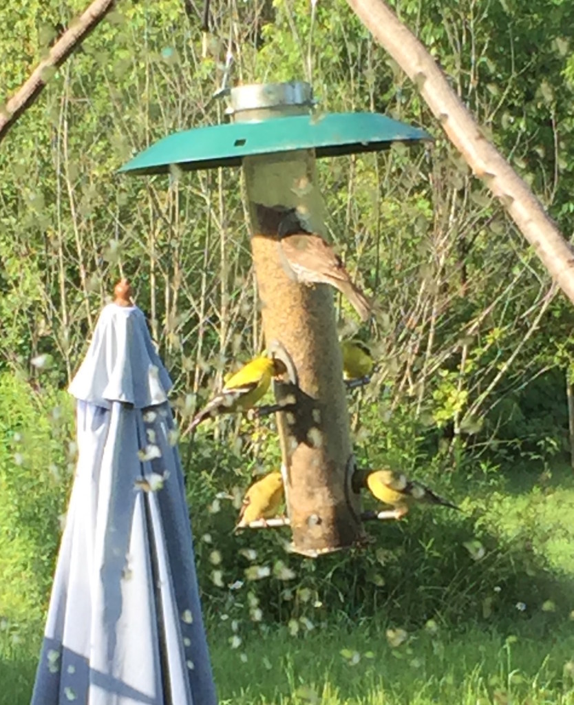 5birdsandafeeder